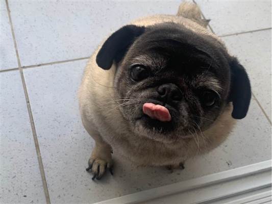 Cachorro cão para adoção Fêmea Médio  5 anos 