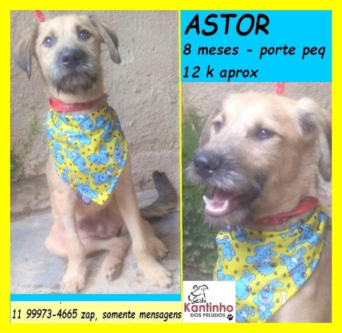 Astor  para adoção | foto 2