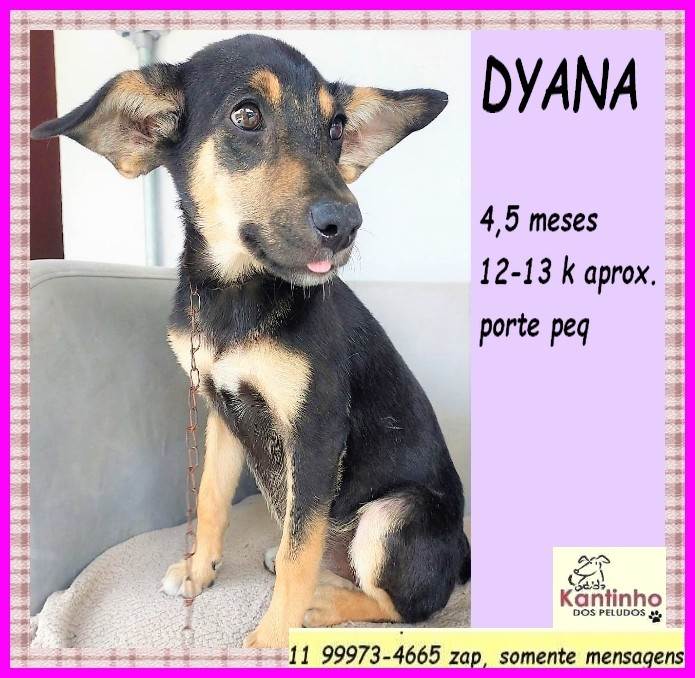 Dyana  para adoção | foto 2