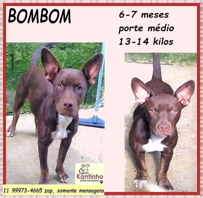 Bombom  para adoção | foto 2