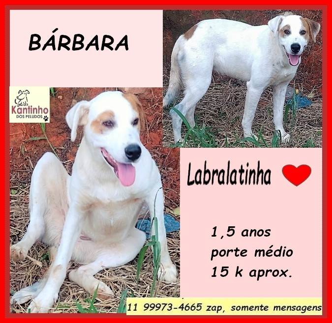 Bárbara  para adoção | foto 2