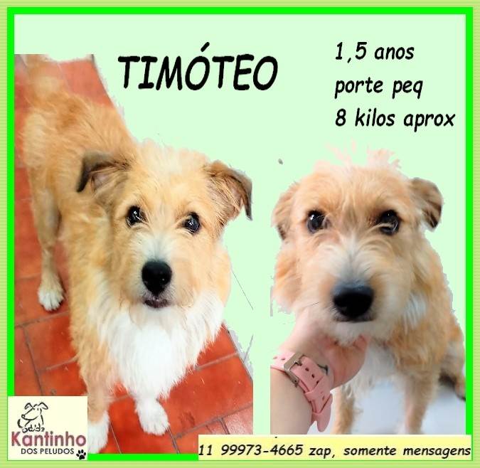 Timóteo  para adoção | foto 2