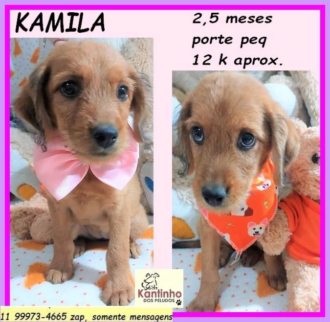 Kamila  para adoção | foto 2