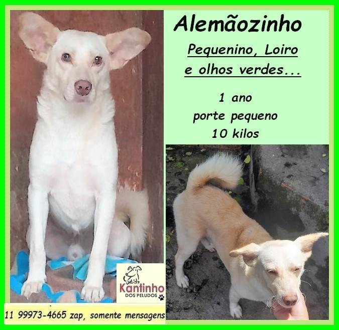 Alemãozinho  para adoção | foto 2