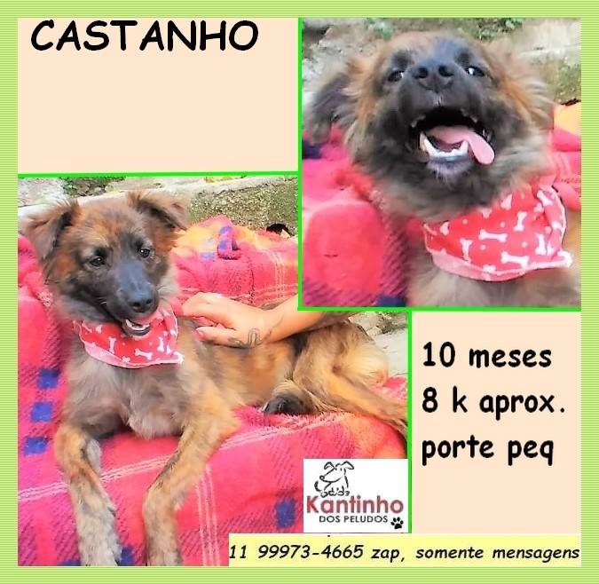 Castanho  para adoção | foto 2