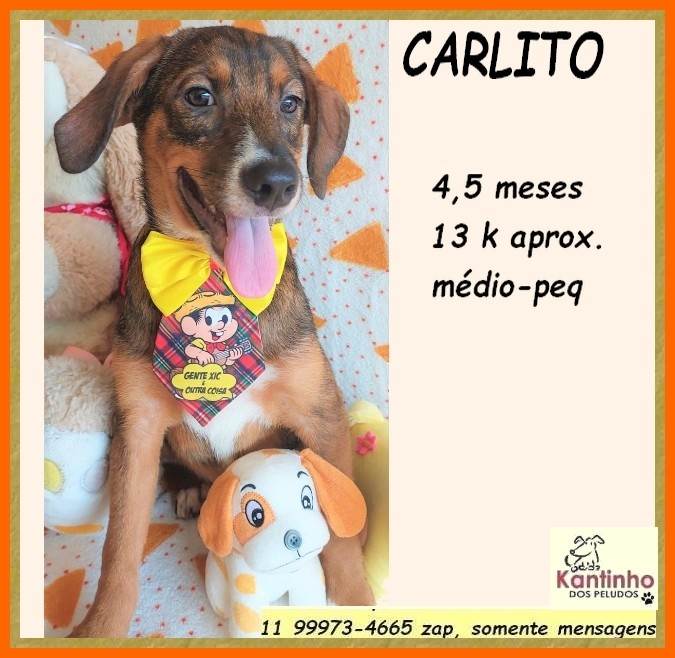 Carlito  para adoção | foto 2