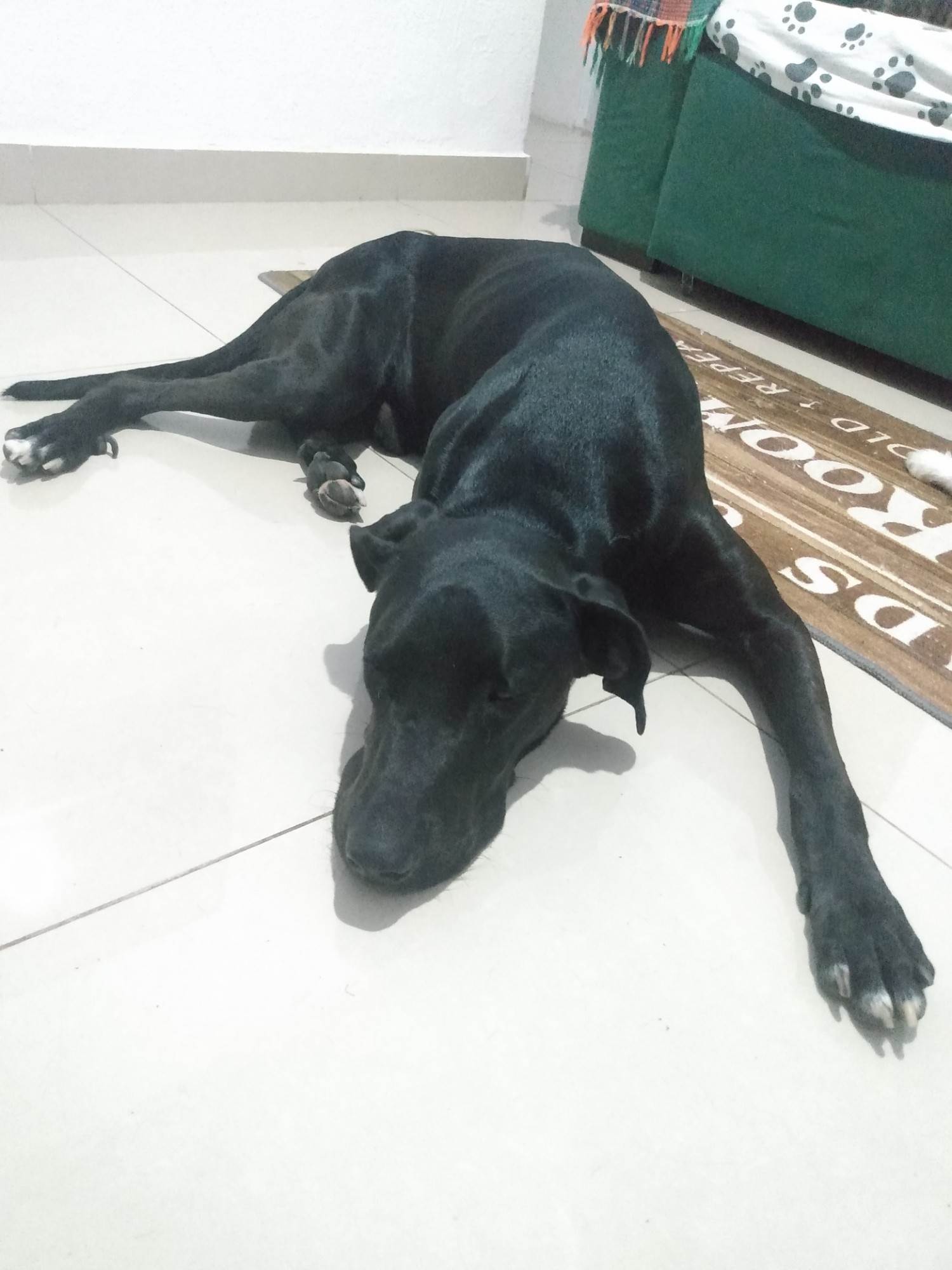 Negão   para adoção | foto 2