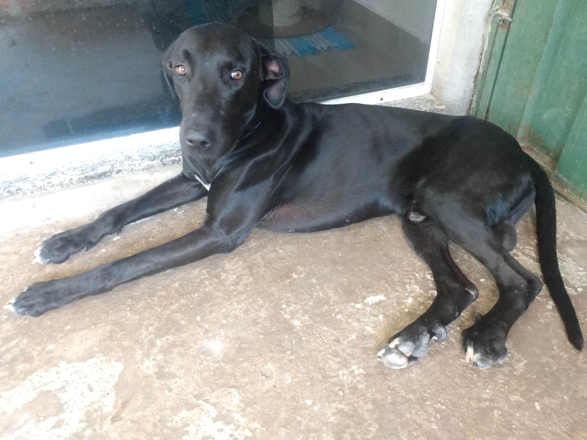 Negão   para adoção | foto 3