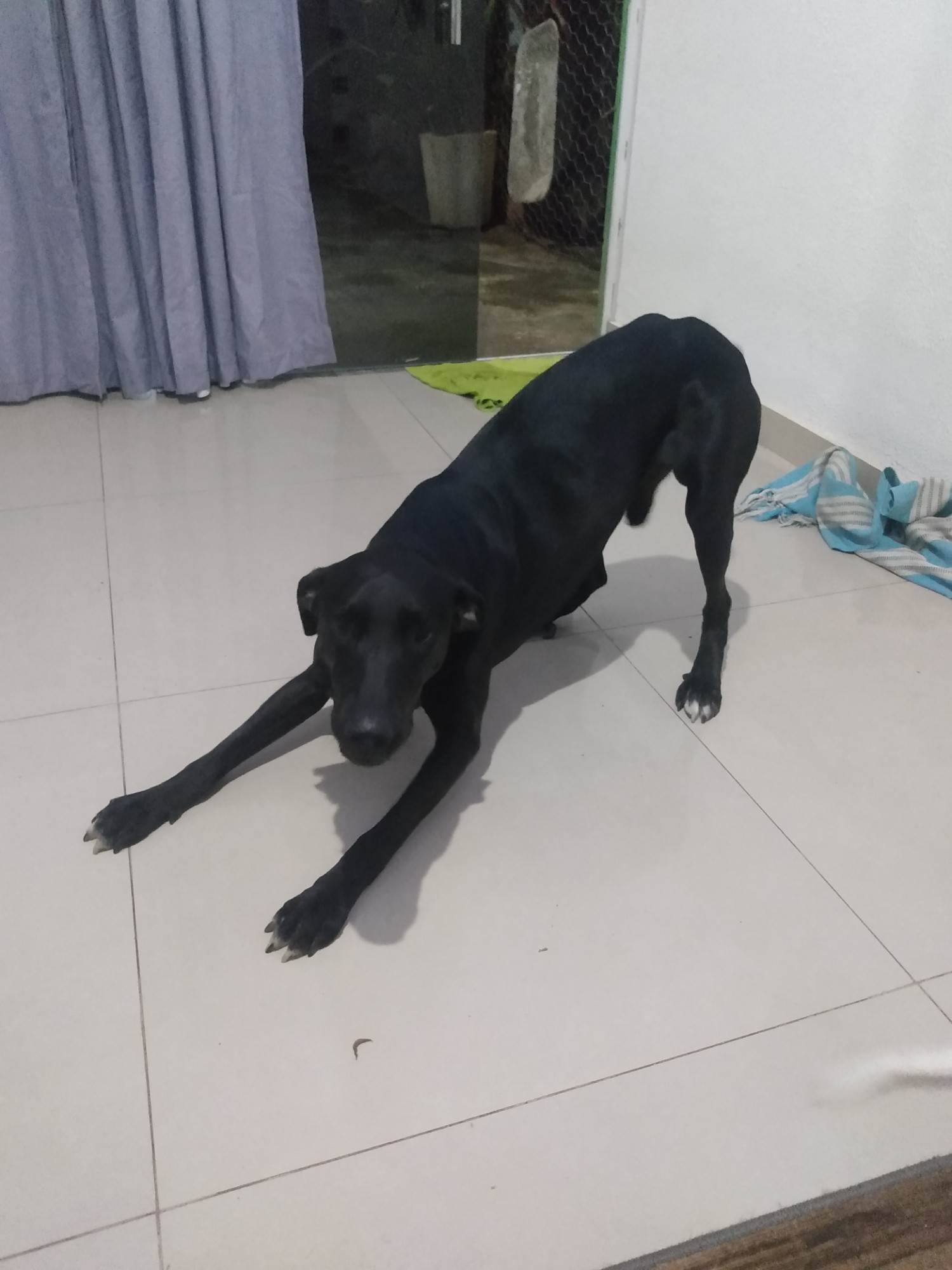 Negão   para adoção | foto 5