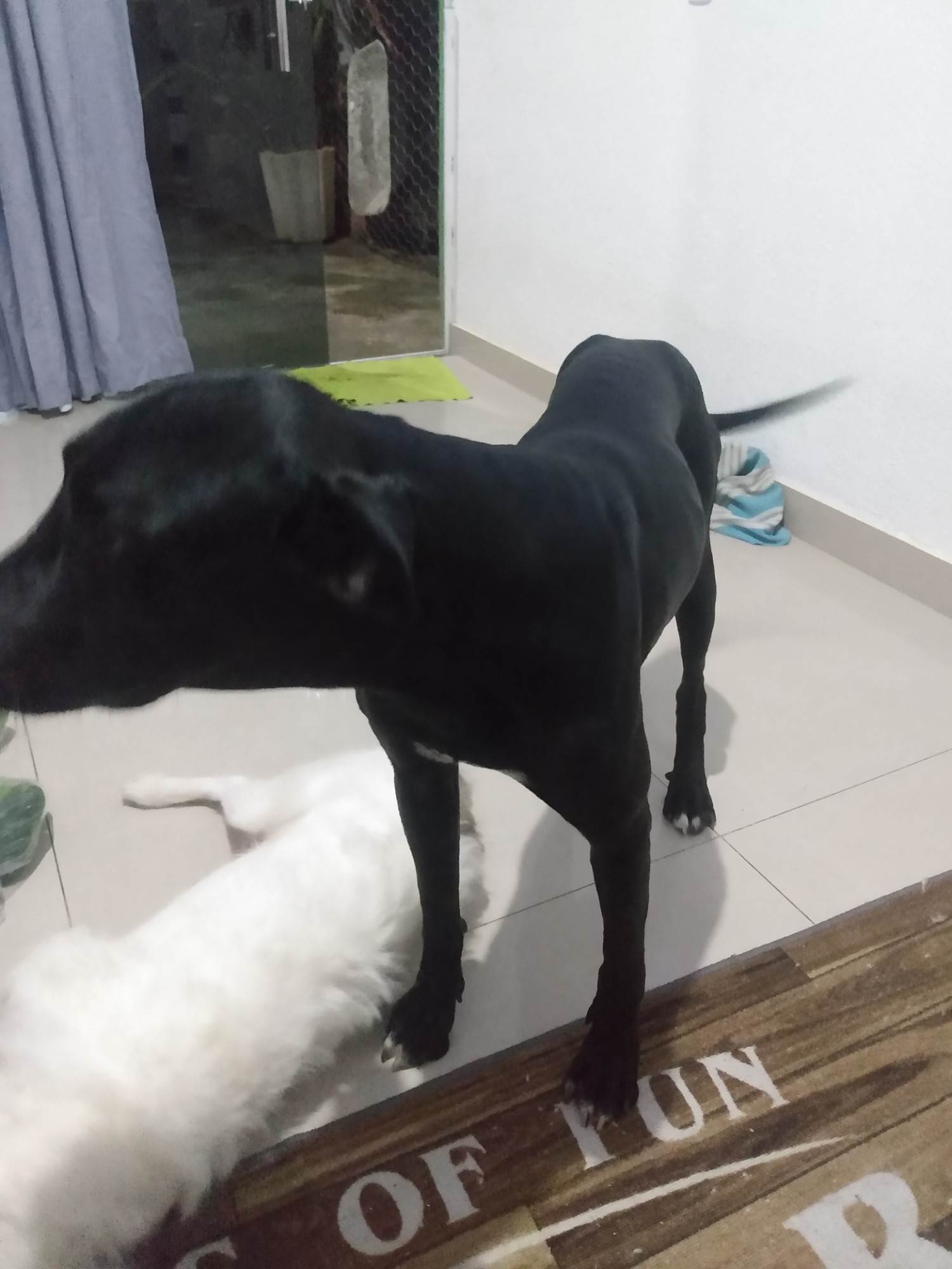 Negão   para adoção | foto 6