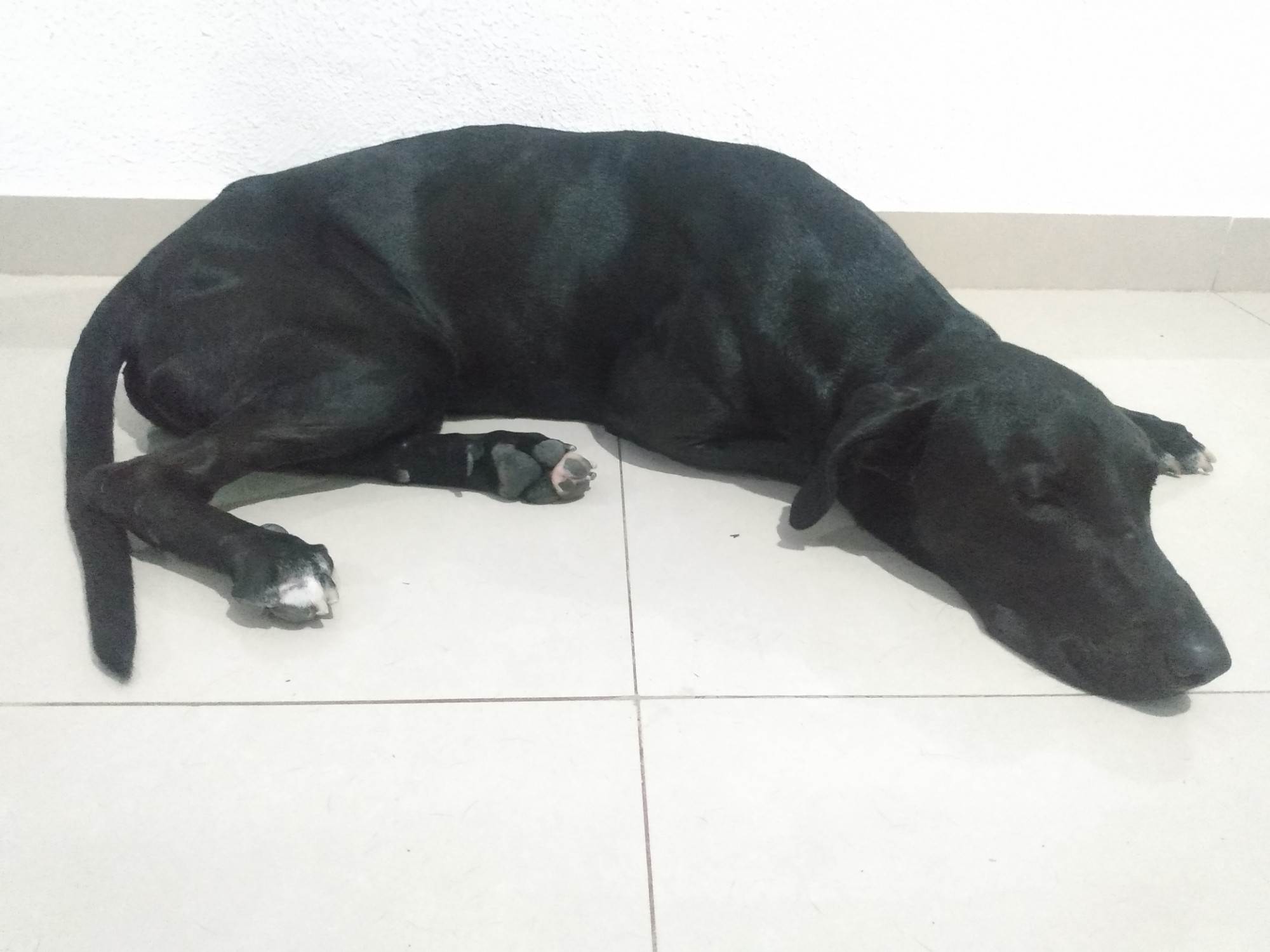 Negão   para adoção | foto 7