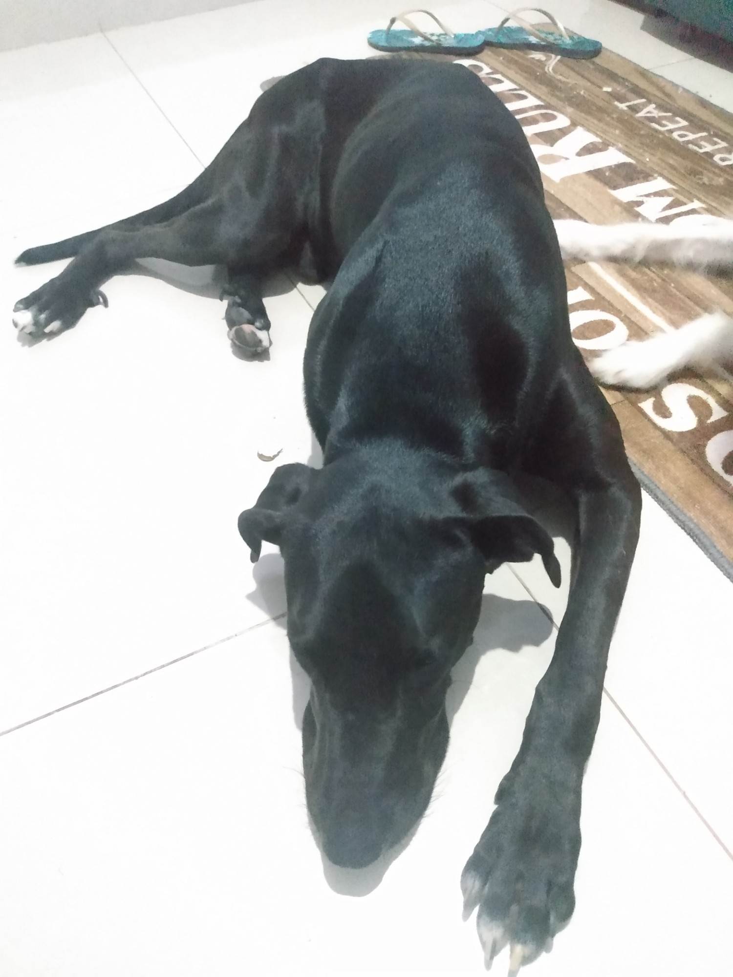Negão   para adoção | foto 8