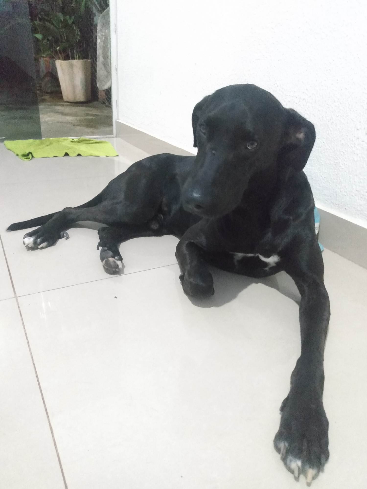 Negão   para adoção | foto 9