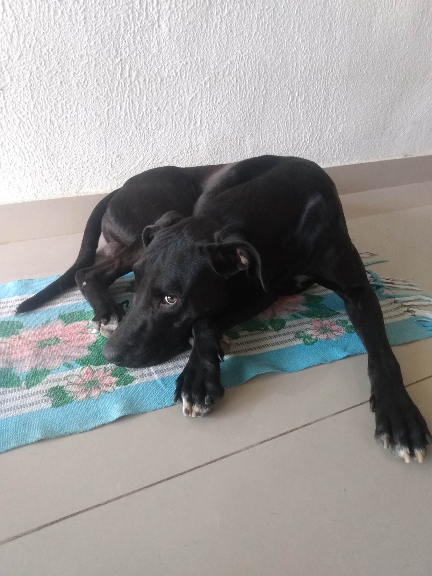 Negão   para adoção | foto 10