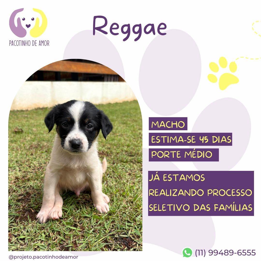 Reggae  para adoção | foto 2
