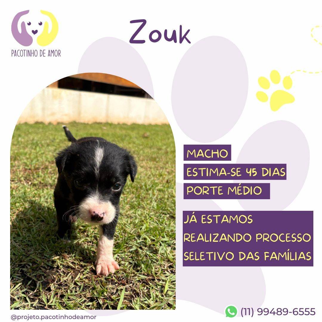 Zouk  para adoção | foto 2