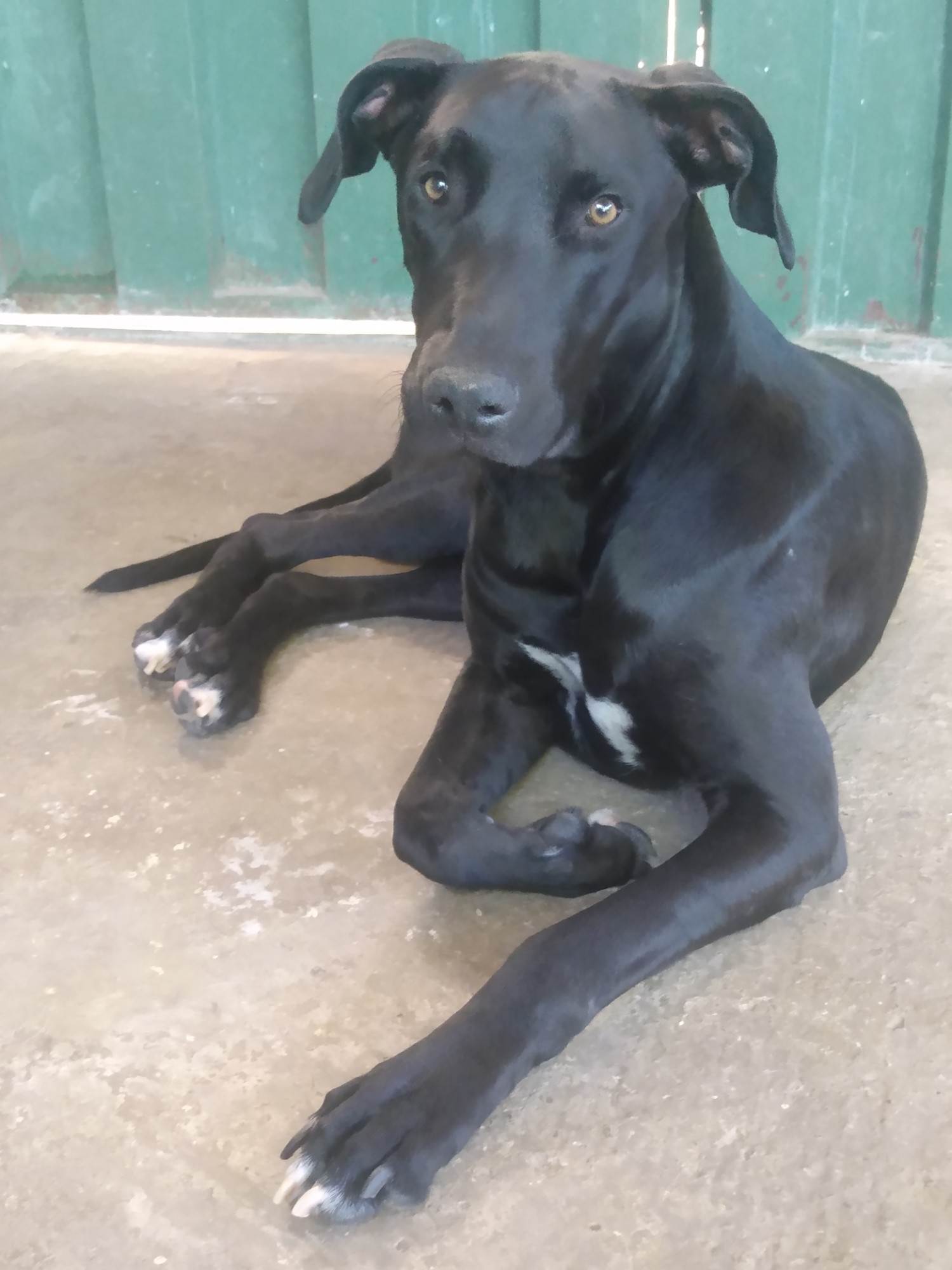 Negão   para adoção | foto 12