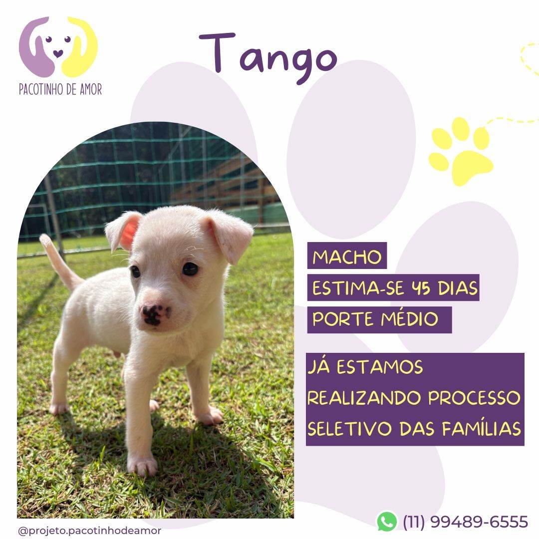 Tango  para adoção | foto 2