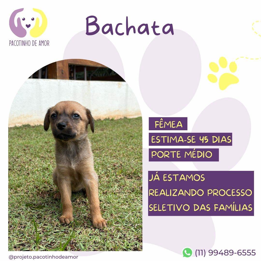 Bachata  para adoção | foto 2