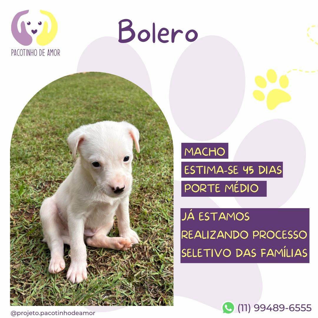 Bolero  para adoção | foto 2