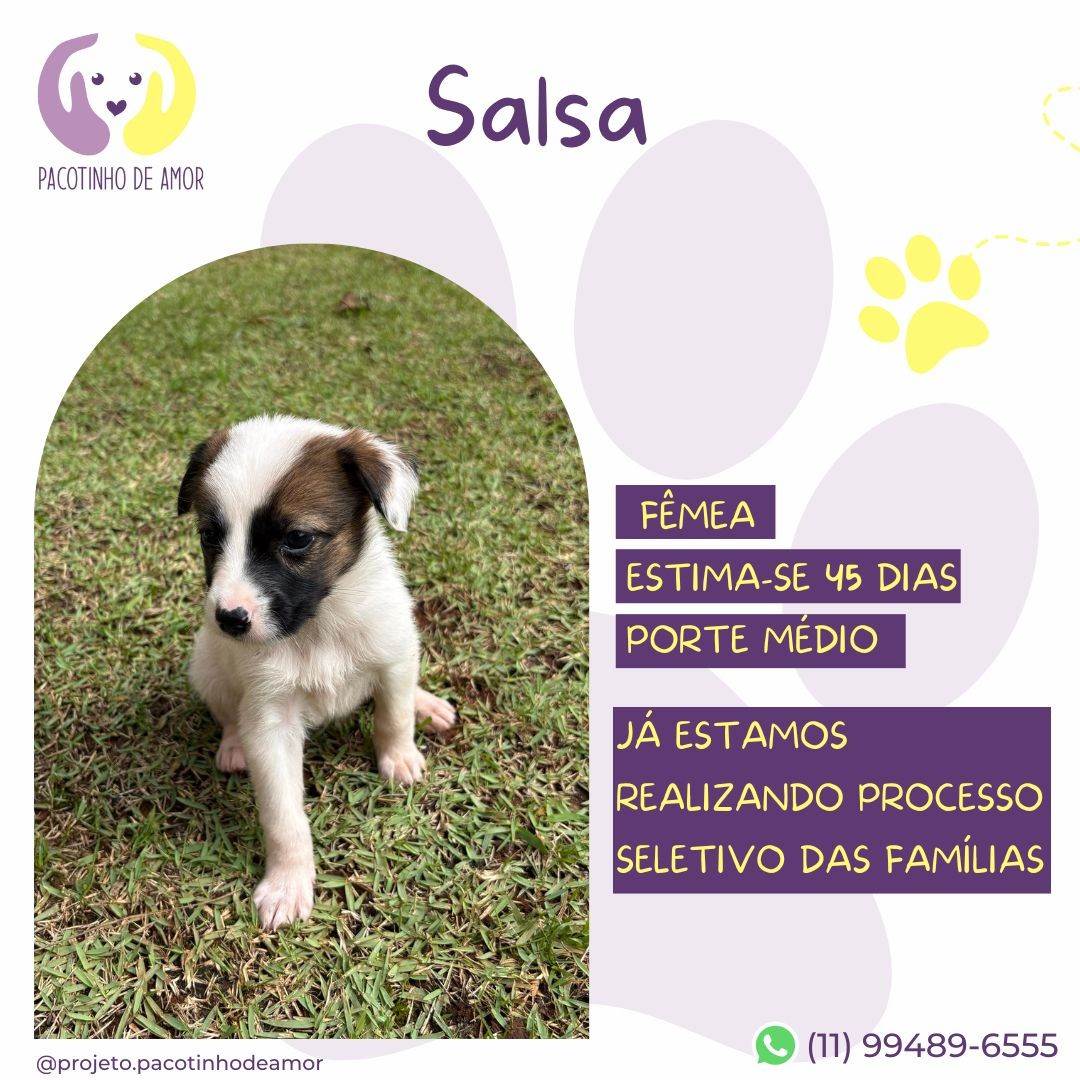 Salsa  para adoção | foto 2