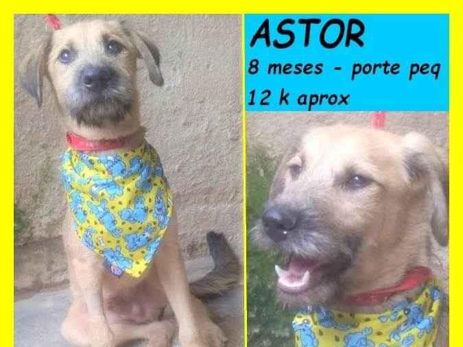 Astor  para adoção | foto 1