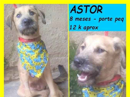 Cao SRD-ViraLata Pequeno 7-a-11-meses