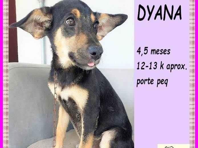 Dyana  para adoção | foto 1
