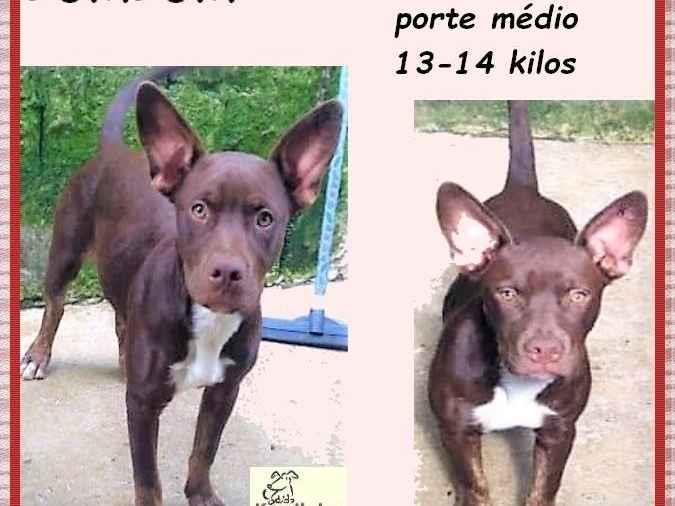 Bombom  para adoção | foto 1