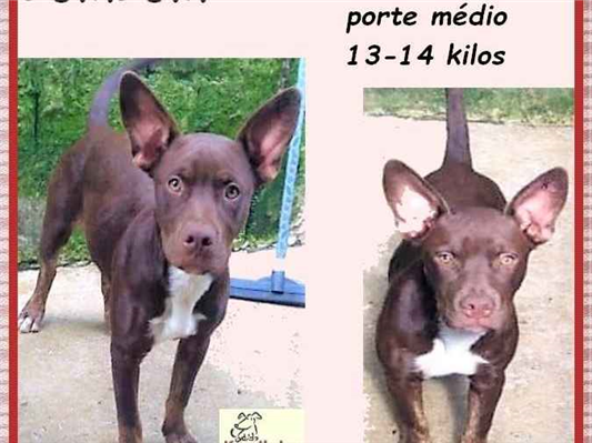 Cao SRD-ViraLata Medio 2-a-6-meses
