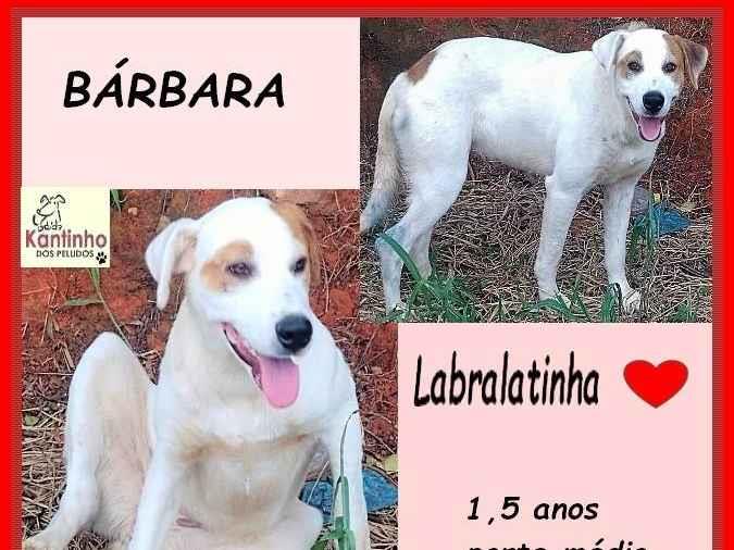 Bárbara  para adoção | foto 1
