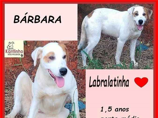 Cao SRD-ViraLata Medio 1-ano