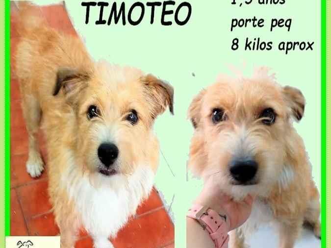 Timóteo  para adoção | foto 1