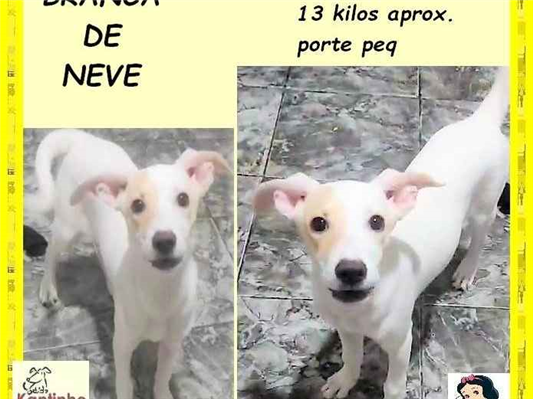 Cao SRD-ViraLata Pequeno 2-a-6-meses