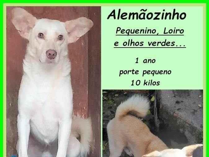Alemãozinho  para adoção | foto 3