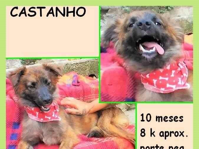 Castanho  para adoção | foto 3
