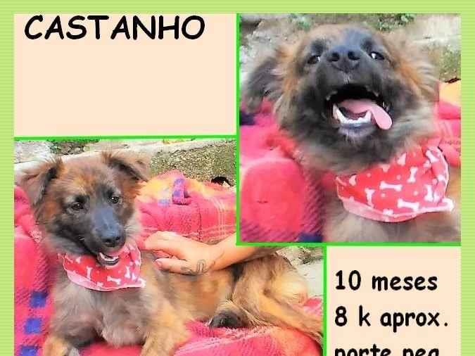 Castanho  para adoção | foto 1