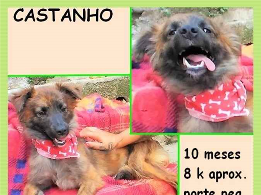 Cao SRD-ViraLata Pequeno 7-a-11-meses