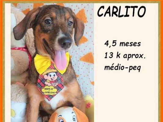 Cao SRD-ViraLata Pequeno 2-a-6-meses