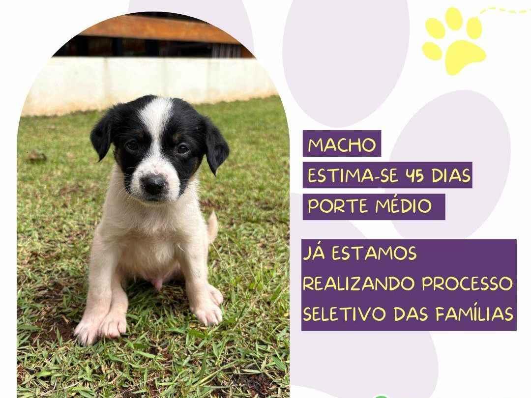 Reggae  para adoção | foto 3