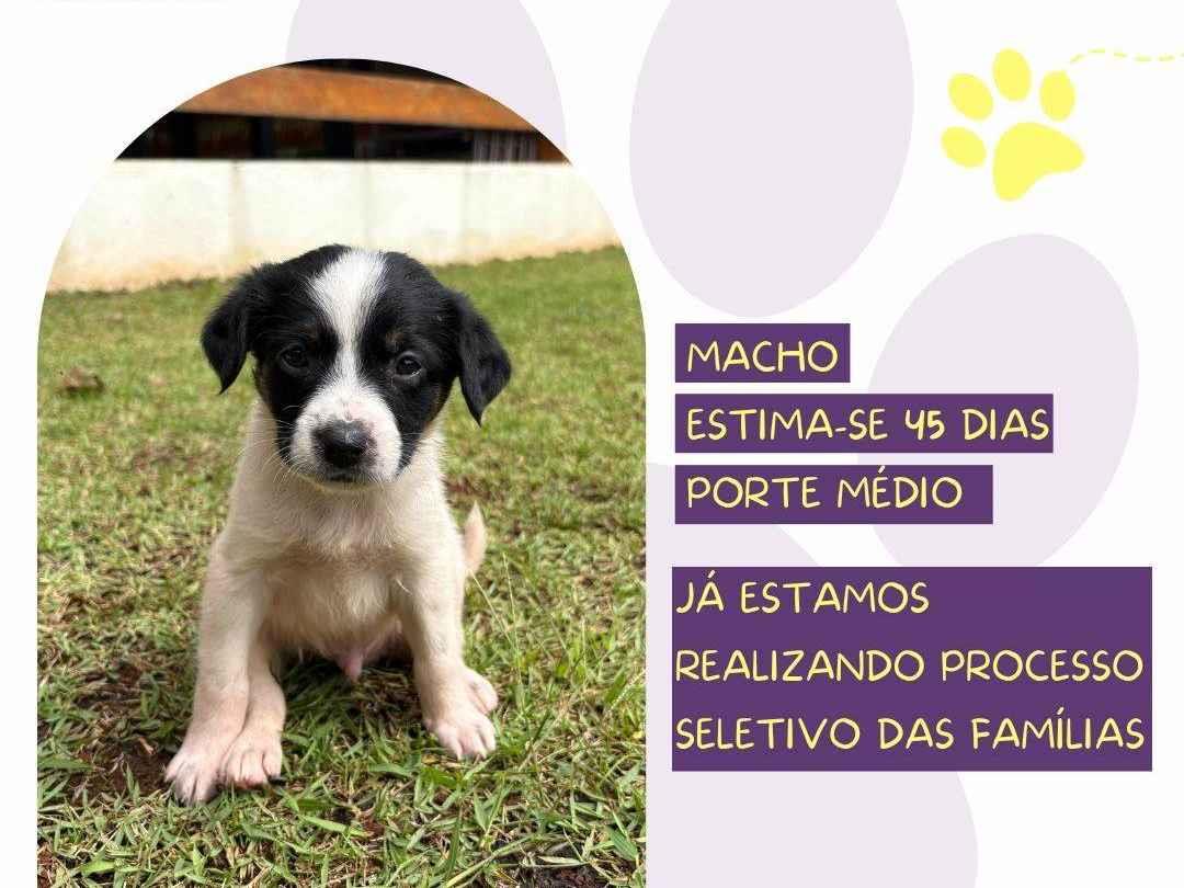 Reggae  para adoção | foto 1