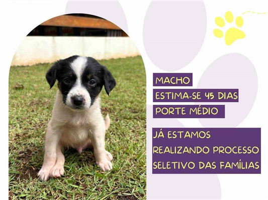 Cao SRD-ViraLata Medio Abaixo-de-2-meses