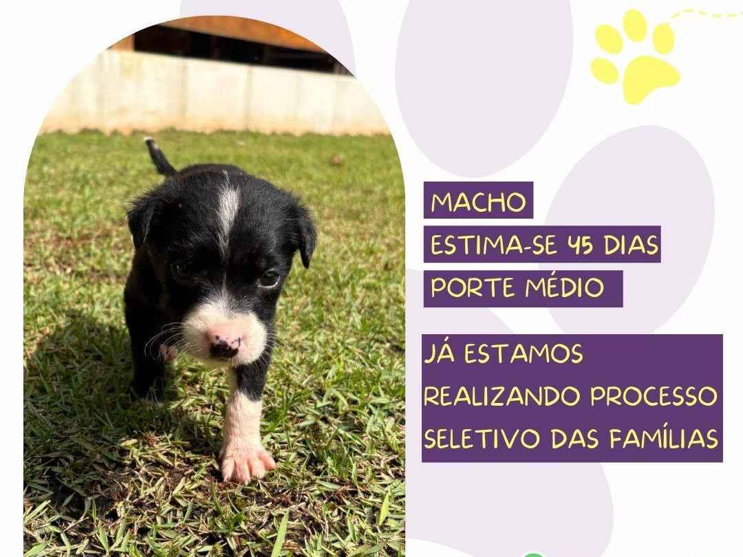 Zouk  para adoção | foto 1