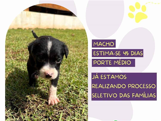 Cao SRD-ViraLata Medio Abaixo-de-2-meses