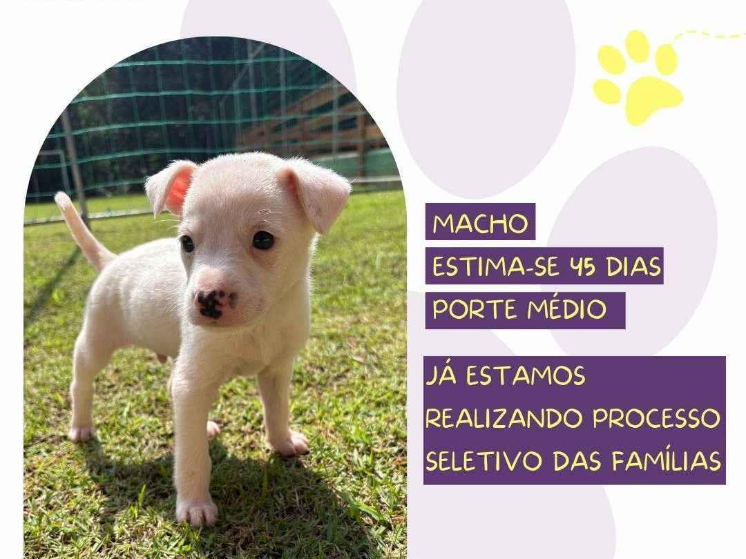 Tango  para adoção | foto 1