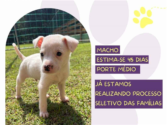 Cao SRD-ViraLata Medio Abaixo-de-2-meses