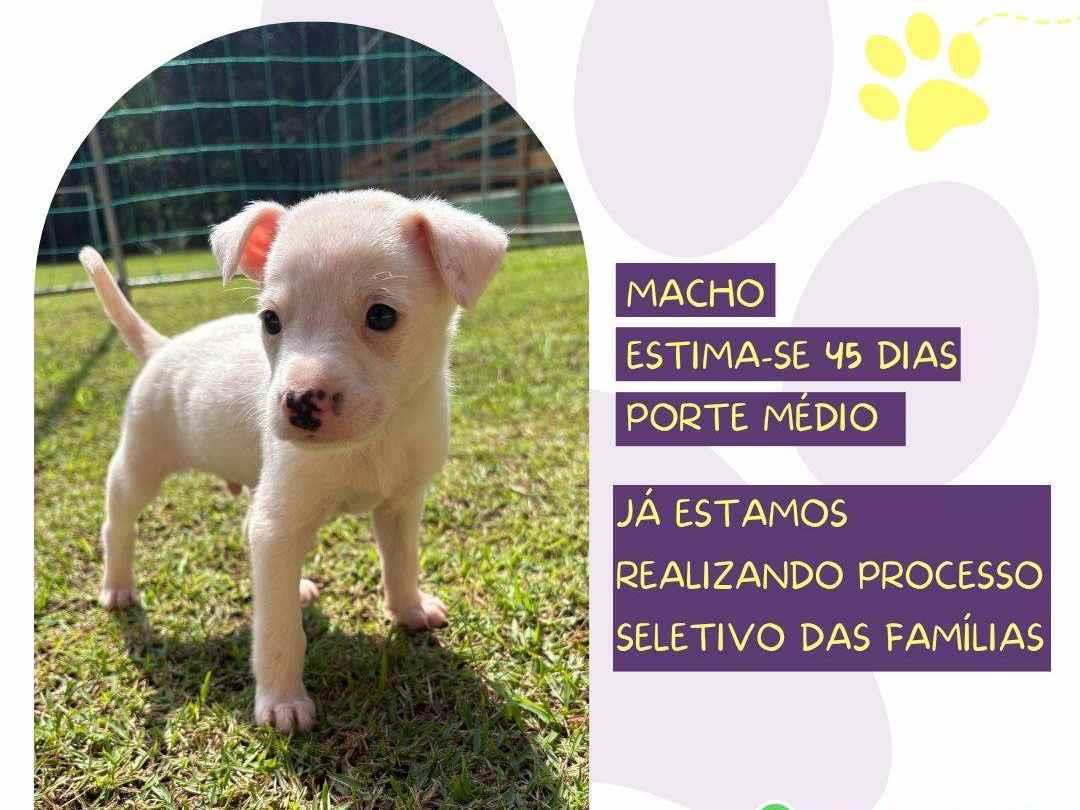 Tango  para adoção | foto 3