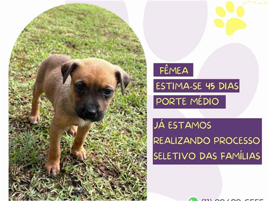 Cao SRD-ViraLata Medio Abaixo-de-2-meses