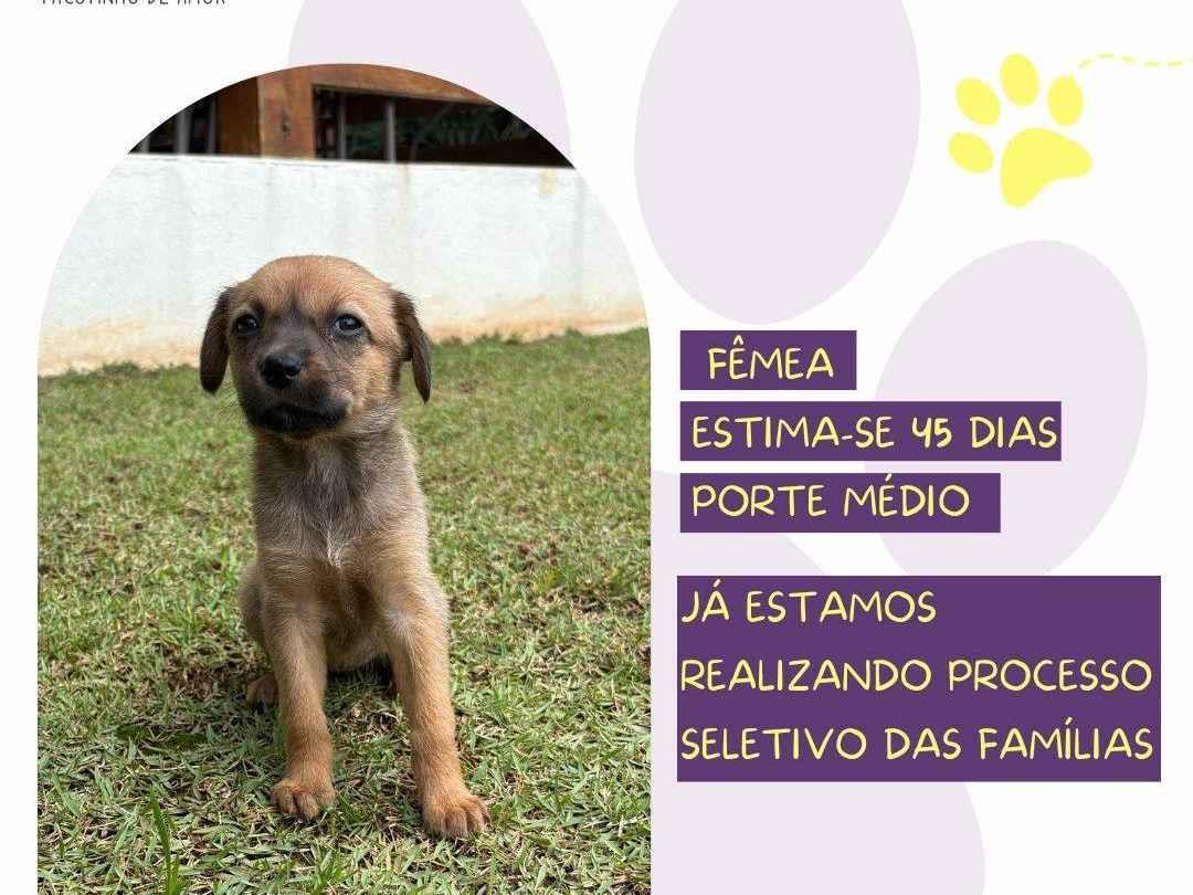 Bachata  para adoção | foto 3