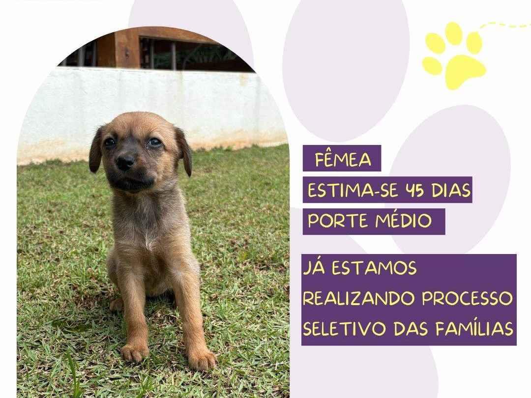 Bachata  para adoção | foto 1